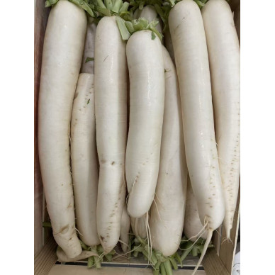 White Radish 15pcs (16 kg) **