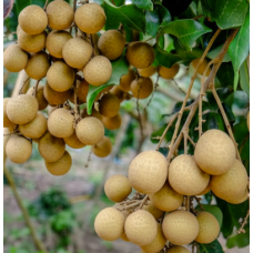 Longan Thailand 6kg (6x1kg)