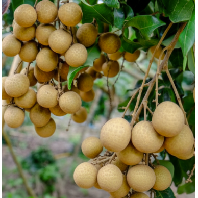 Longan Thailand 6kg (6x1kg)