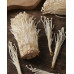 CN Fresh Needle Mushroom 50x100g Enoki *BY SEA*