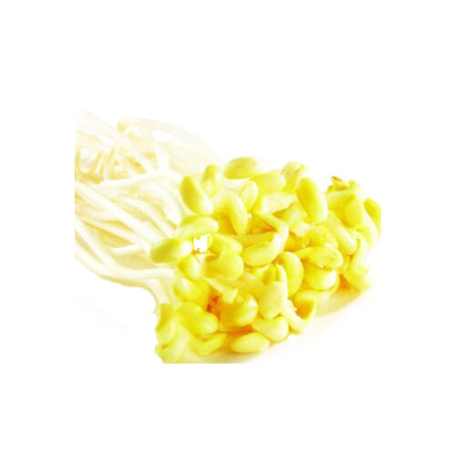 Yellow beansprouts/Gelbe Sojakeirr